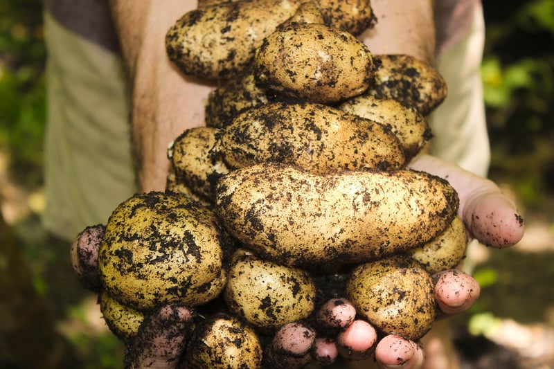 Organic Gardening