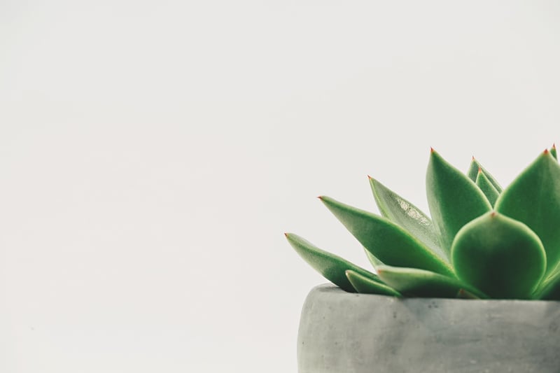Indoor Plant